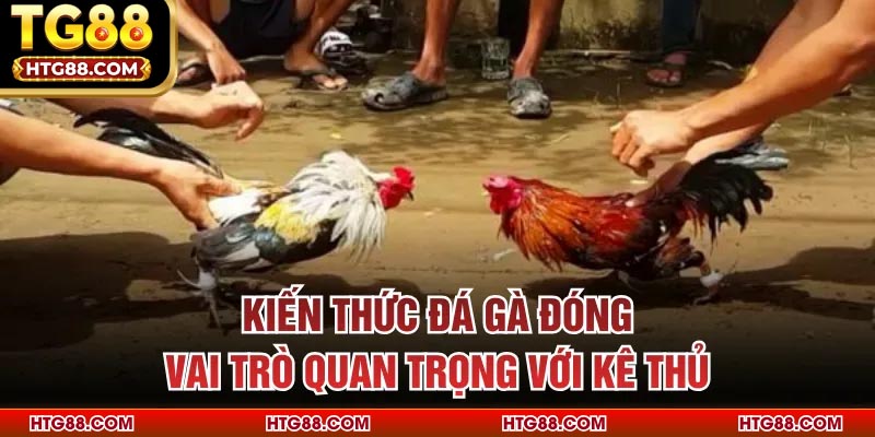 Kiến thức đá gà đóng vai trò quan trọng với kê thủ